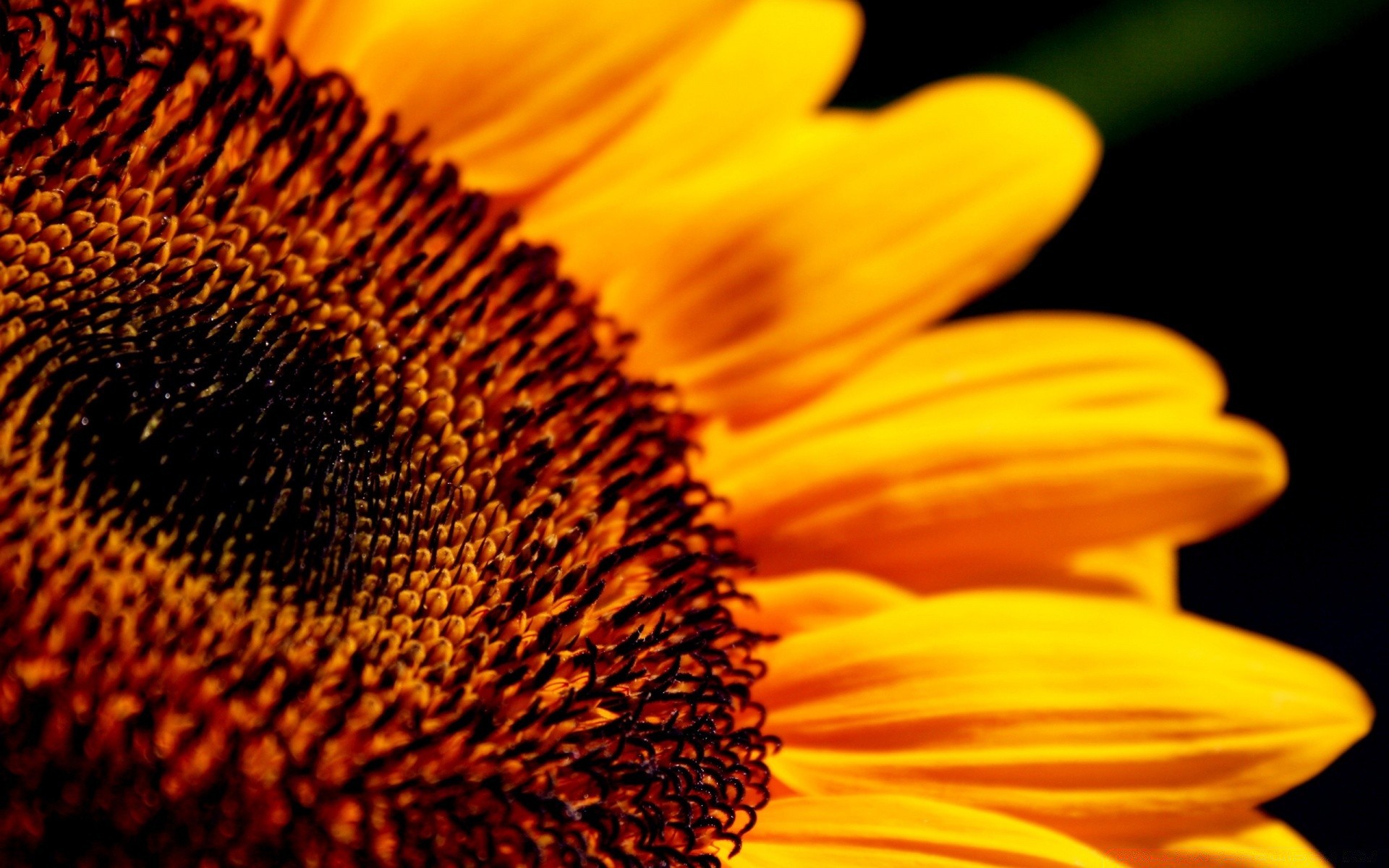 fiori natura girasole fiore flora estate luminoso polline colore close-up bella all aperto