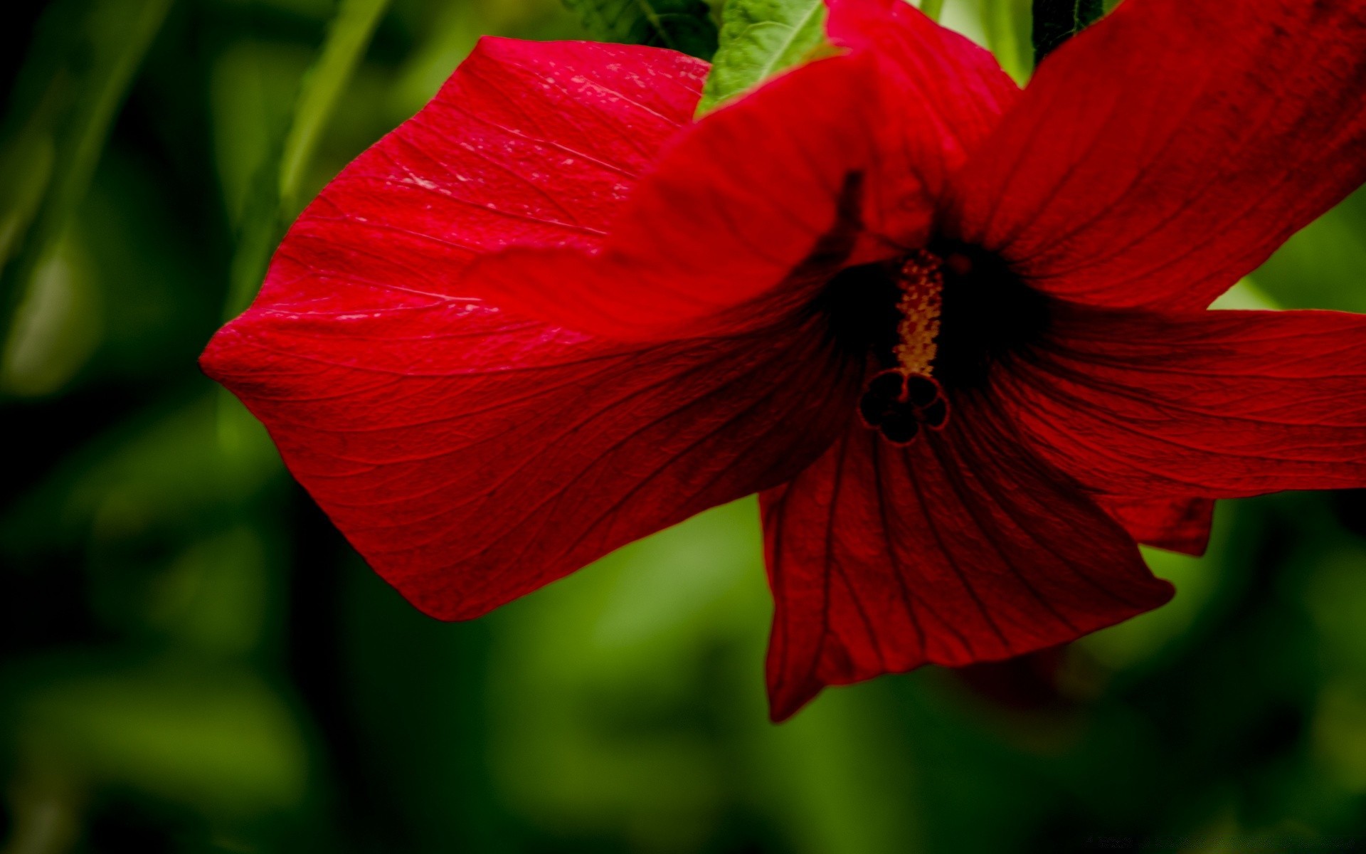 flowers flower nature garden flora leaf summer color bright blooming close-up petal growth floral beautiful