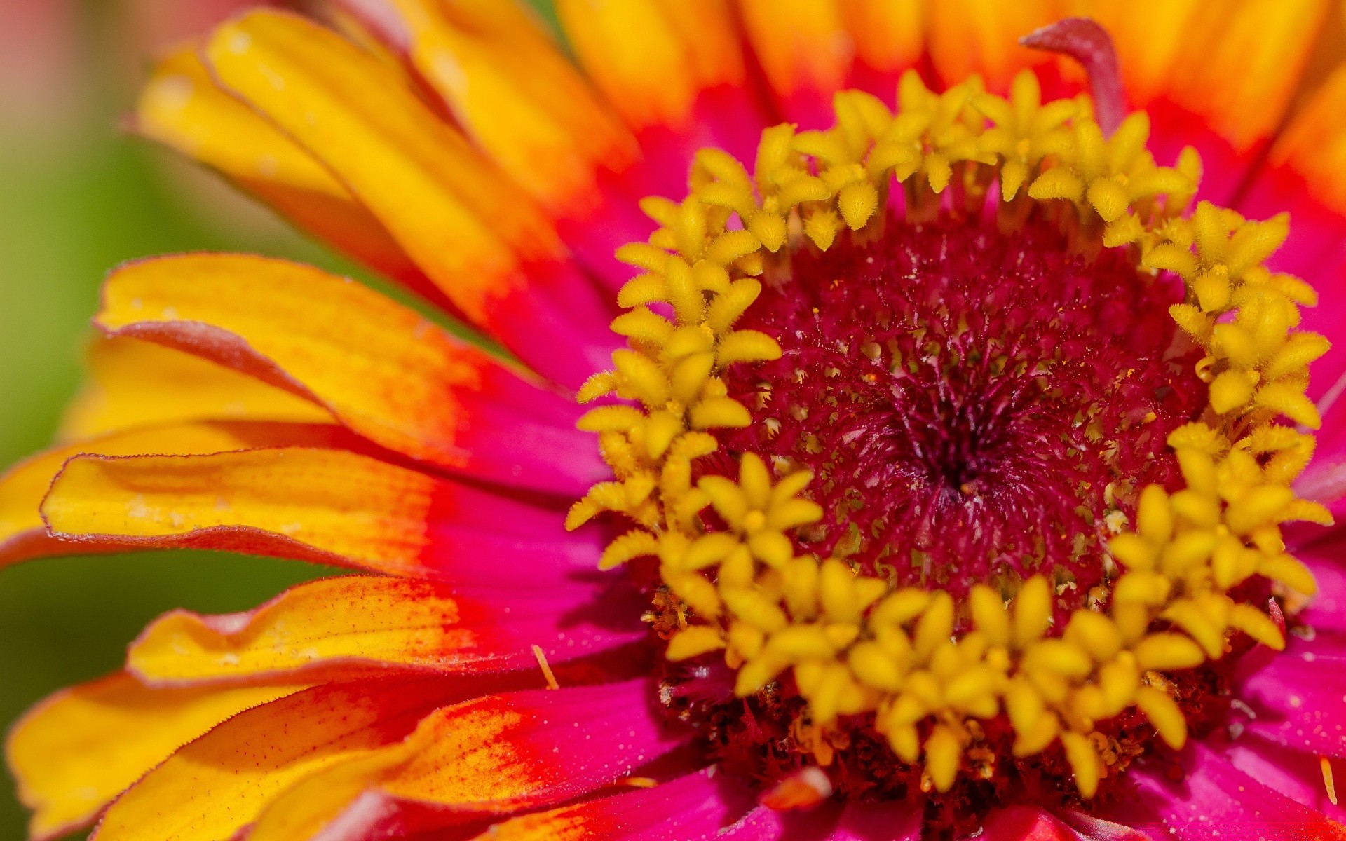 fleurs fleur nature flore été lumineux belle floral couleur jardin pétale gros plan croissance pollen feuille bluming gerbera