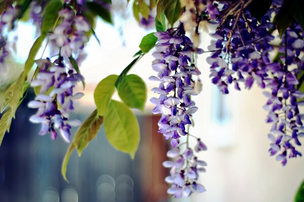 Flores moradas colgando