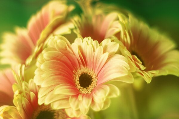 Orange-yellow gerberas macro-shooting