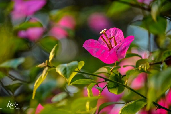 Delicada flor de primavera rosa