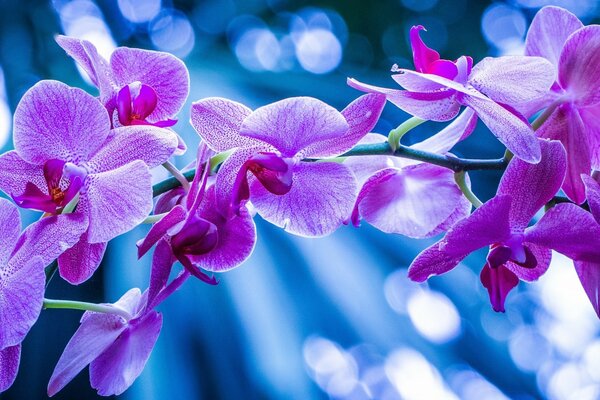 Purple flowers at night