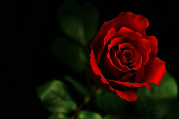 A scarlet rose in the dark