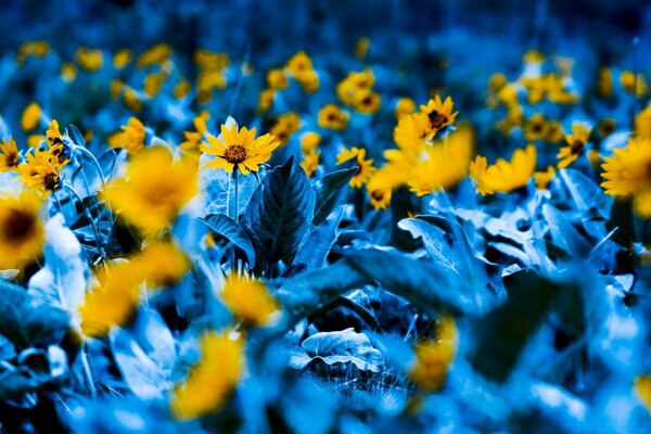 Leuchtend gelbe Blumen Teppich