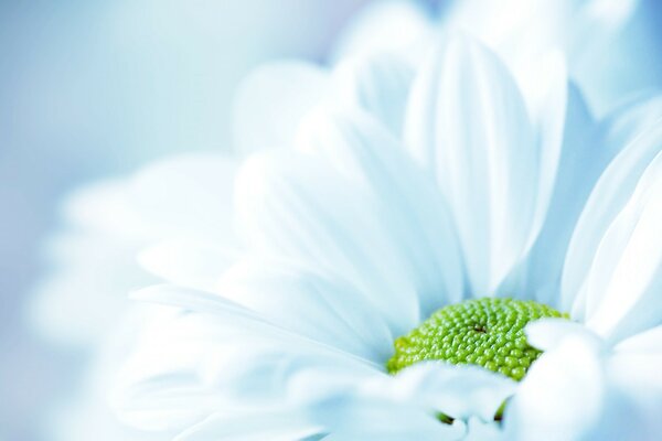 Schöne Schöpfung der Natur Sommerblume