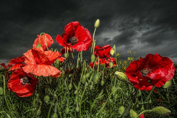 Rote Blumen auf dem Hintergrund eines Gewitterhimmels