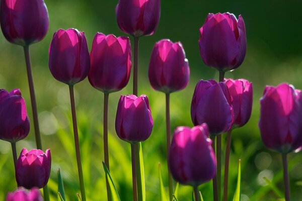 Veilchen Tulpen auf Gras Hintergrund