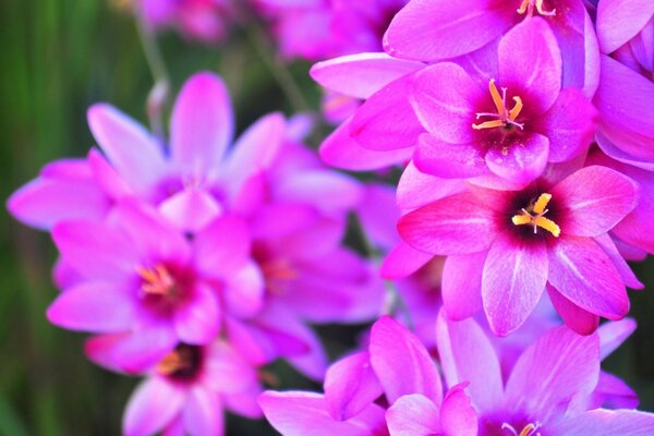 Flores cor-de-rosa brilhantes no jardim