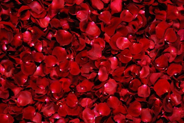 Lots of red rose petals