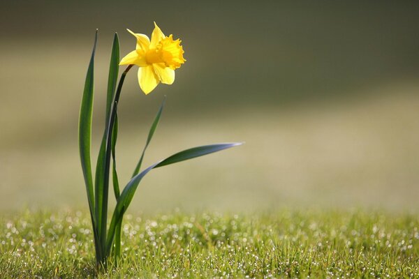 Gelbe Blume im Feld auf dem Rasen