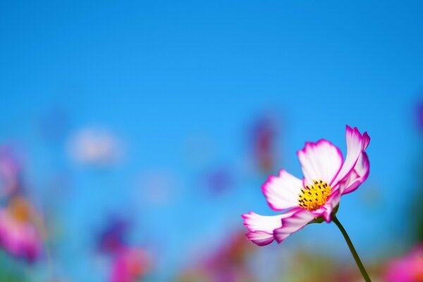 Blumen auf verschwommenem Hintergrund