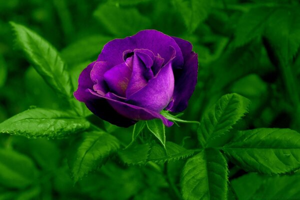 Rosa brillante entre las hojas verdes