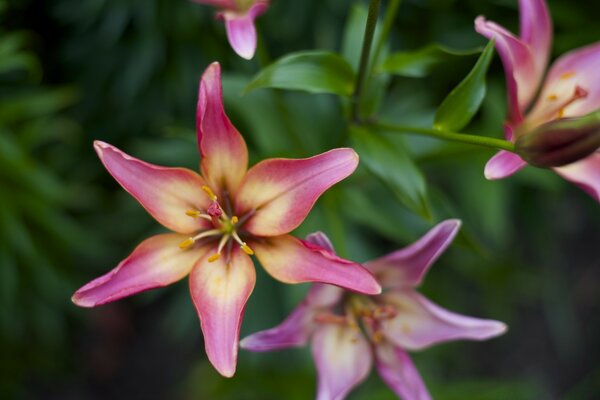 Flowering of delicate lilies in the garden