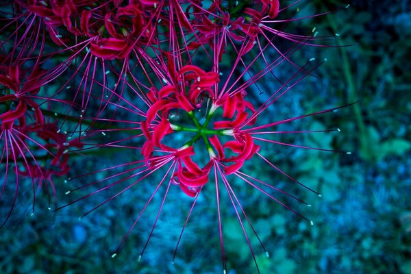 Blumen für den Desktop