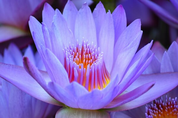 Delicate lotus on a blue background