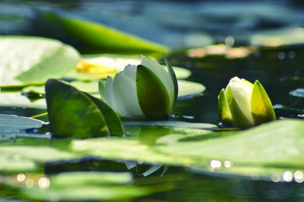 Lotus blanc de plus en plus dans le lac