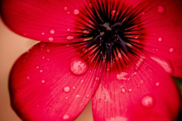 Flor roja con gotas de rocío