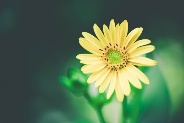 Fleur jaune insaturée