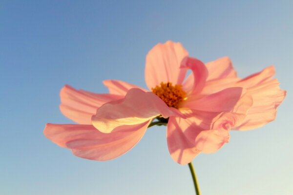 Rosa Blütenblätter im Sonnenlicht