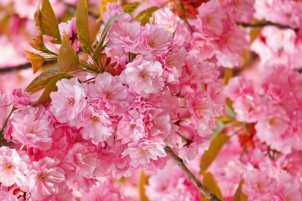 Very beautiful cherry blossoms