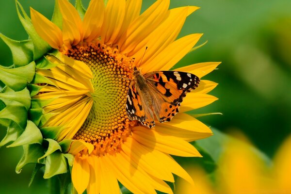 La belle nature dans sa splendeur