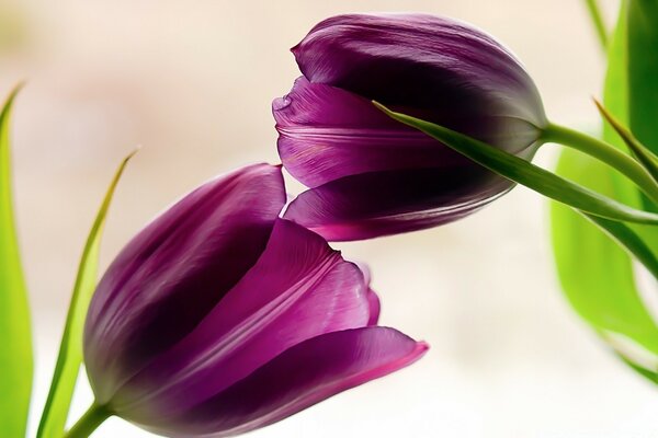 Delicate tulips in the color of dark fuchsia