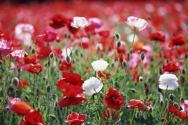 Meadow flowers are red and white