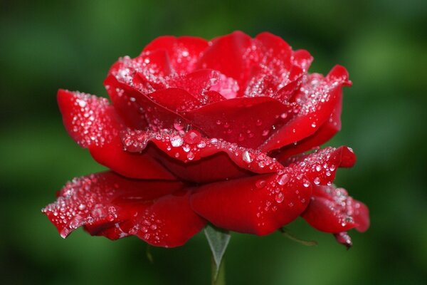 Symbole de l amour. Rose écarlate avec de la rosée