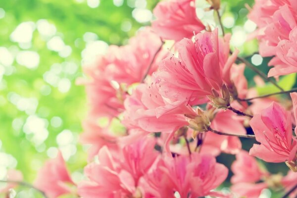 Pink flowers on a bush macro-shooting