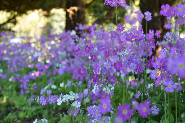 Un parterre de fleurs plaît aux yeux