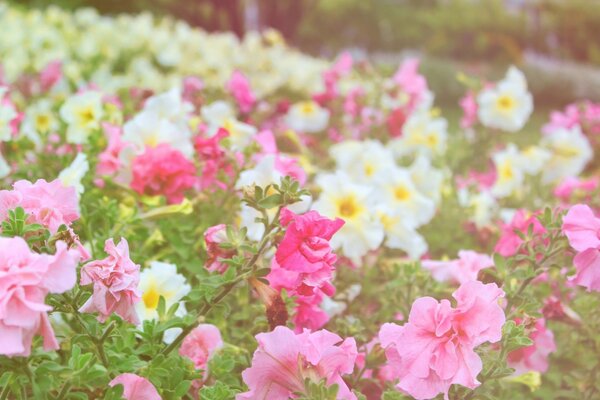 A garden of white and pink flowers