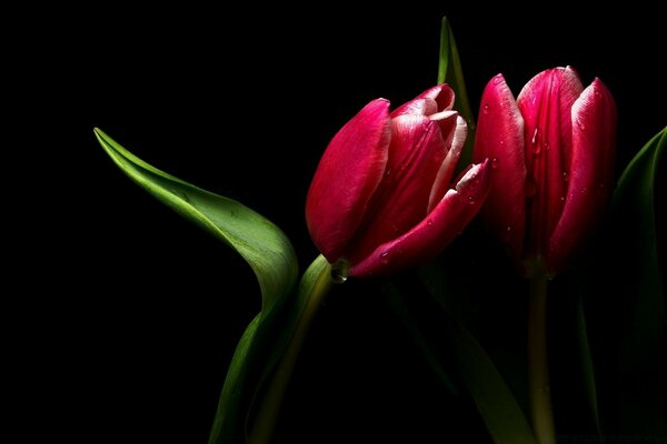 Tulipanes rojos sobre fondo negro