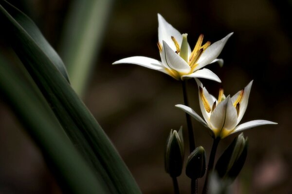 Flores brancas na grama verde escura