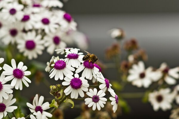 Marguerites blanches avec des médiums roses