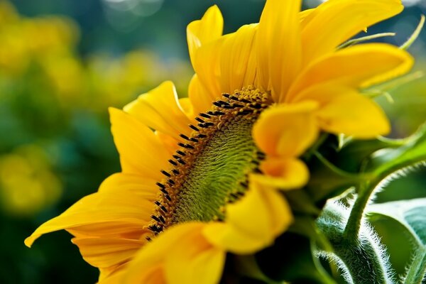 Yellow flower sunflower