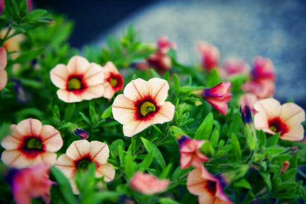 Blumenbeet auf blauem Hintergrund