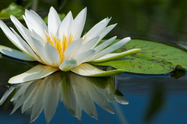Hermosa Flor de loto en el agua