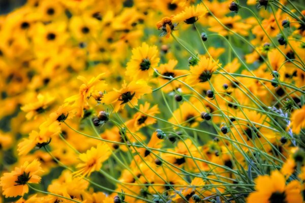 Ein Feld von gelben Blumen in der Natur