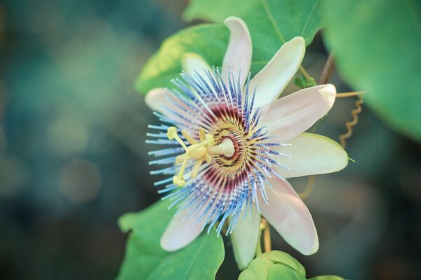 A beautiful flower with an interesting core