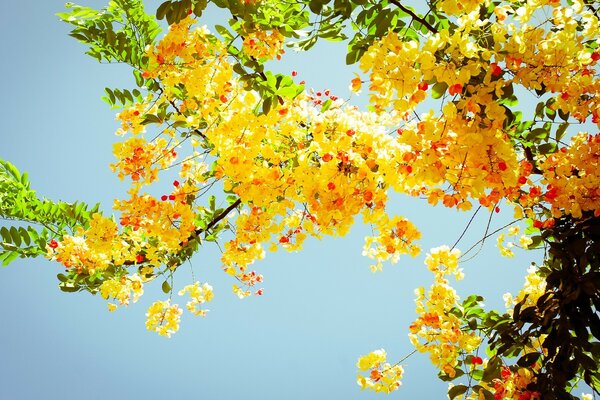 Fiori gialli sull albero natura