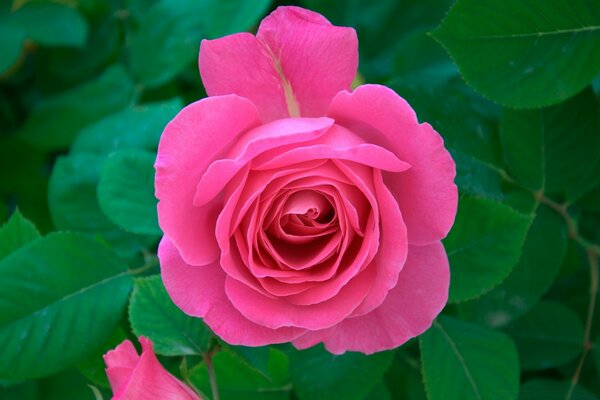 Belle rose rose vif