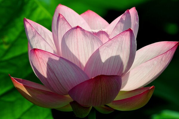 Eine schöne Lotusblume blüht sanft auf