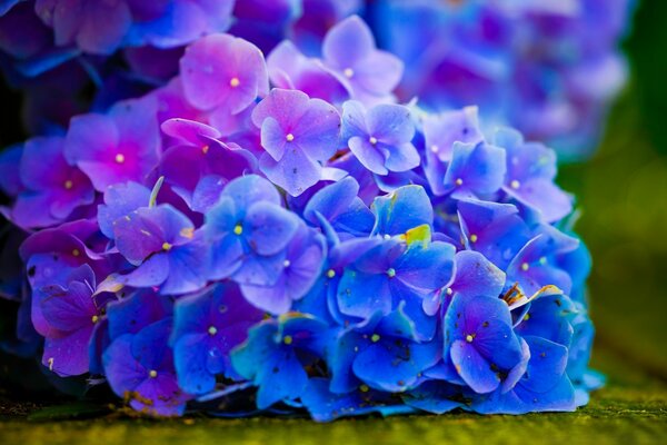 明亮的蓝色花瓣的花