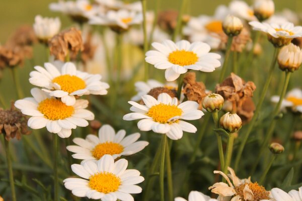 Glade of white daisies in the forest