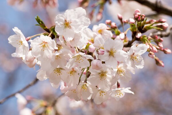 Árbol de cerezo en flor en primavera