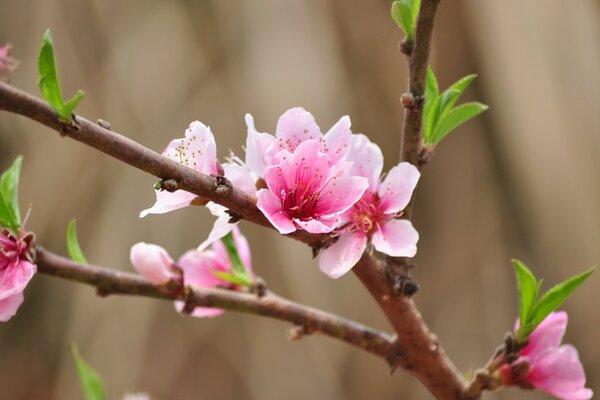 Spring nature - almond blossom