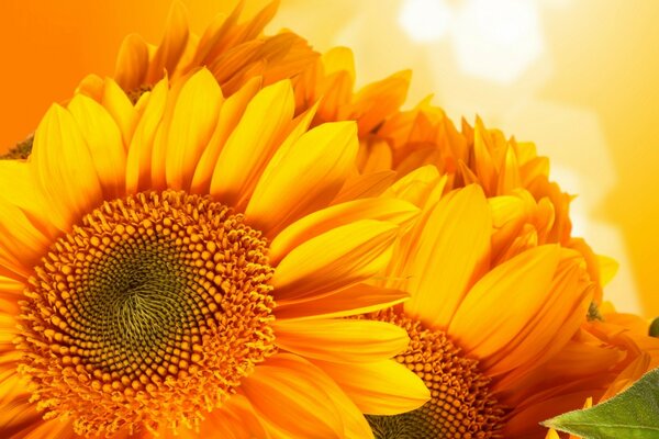 Fiery sunflower in hot July