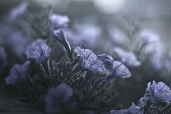 Delicate lilac flowers at dusk