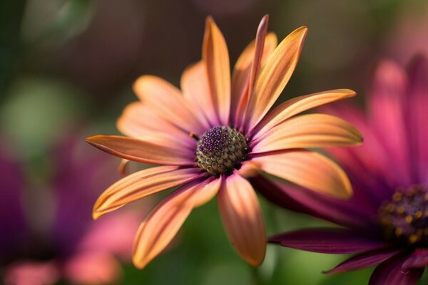 Sommerblumen in der Natur